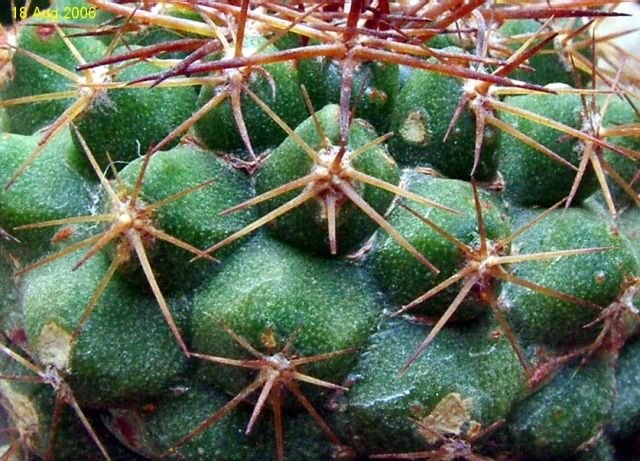 Copiapoa_ taltalensis _ssp.taltalensis _10